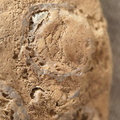 SRL45 Brachiopod Fragments