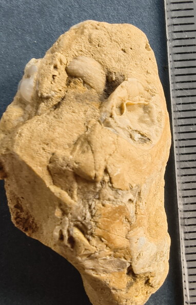 SRL45 Brachiopod Fragments