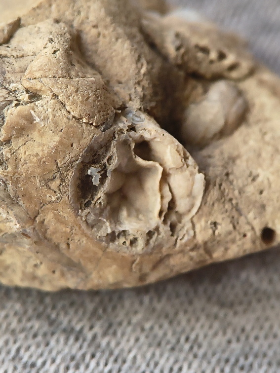 SRL45 Brachiopod Fragments