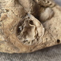 SRL45 Brachiopod Fragments