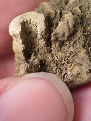 SRL49 Crinoid Piece