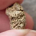 SRL51 Cladopora Piece (tabulate Coral)