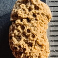 SRL51 Cladopora Piece (tabulate Coral)