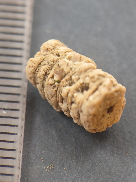 SRL85 Crinoid Piece