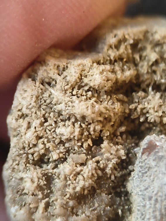SRL88 Asterobillingsia (colonial rugose coral)