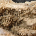 SRL88 Asterobillingsia (colonial rugose coral)