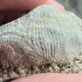 SRL88 Asterobillingsia (colonial rugose coral)