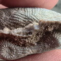 SRL88 Asterobillingsia (colonial rugose coral)