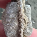 SRL88 Asterobillingsia (colonial rugose coral)