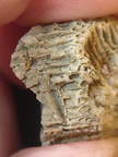 SRL95 Solitary Rugose Coral