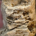SRL95 Solitary Rugose Coral