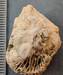 SRL95 Solitary Rugose Coral