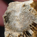 SRL95 Solitary Rugose Coral