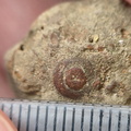 SRL64 Crinoid
