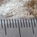 RR19 Agatized Bryozoan 