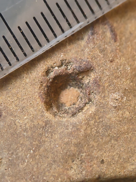 SRL90 Crinoid Remnant