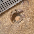 SRL90 Crinoid Remnant