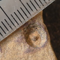 SRL90 Crinoid Remnant