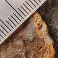 SRL97 Crinoid Impressions 