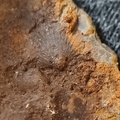 SRL97 Crinoid Impressions 