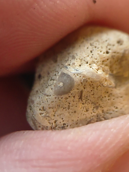 SRL103 Crinoid Fragments