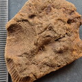 SRL114 External Mold of a Productid Brachiopod Ventral Valve 