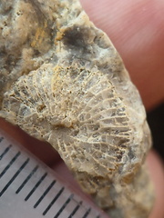 SRL109 Rugose Coral