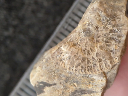 SRL109 Rugose Coral