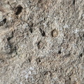 SRL173 Crinoid Impressions 