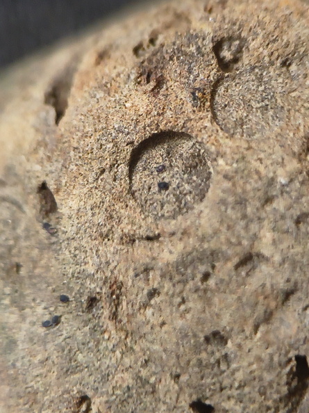 SRL191 Crinoid Impression 