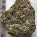 SRL180 Brachiopod and Crinoid Impressions