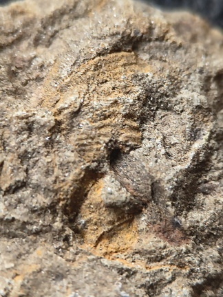 SRL180 Brachiopod and Crinoid Impressions