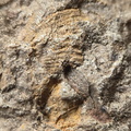 SRL180 Brachiopod and Crinoid Impressions