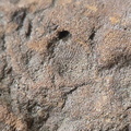SRL177 Brachiopod and Crinoid Impressions