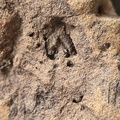 SRL177 Brachiopod and Crinoid Impressions