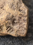 SRL177 Brachiopod and Crinoid Impressions