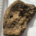 SRL177 Brachiopod and Crinoid Impressions