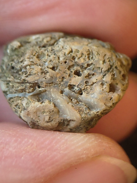 SRL102 Bioclast (Possible Bryozoan)