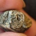 SRL102 Bioclast (Possible Bryozoan)