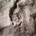 SRL151 Crinoid Section Impressions and Brachiopod Imprint