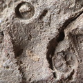 SRL151 Crinoid Section Impressions and Brachiopod Imprint