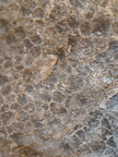 LE73 Two Different Favosites sp. 