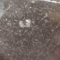 LE79 Crinoid