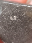 LE79 Crinoid