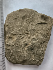 SRL150 Productid and Spiriferid Brachiopod Molds and Impressions