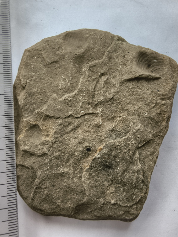 SRL150 Productid and Spiriferid Brachiopod Molds and Impressions