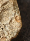 SRL197 Crinoid and Brachiopod Imprint 