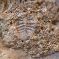 SRL75 Trilobites, Crinoids, Bryozoa