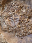 SRL75 Trilobites, Crinoids, Bryozoa