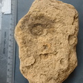 SRL75 Trilobites, Crinoids, Bryozoa
